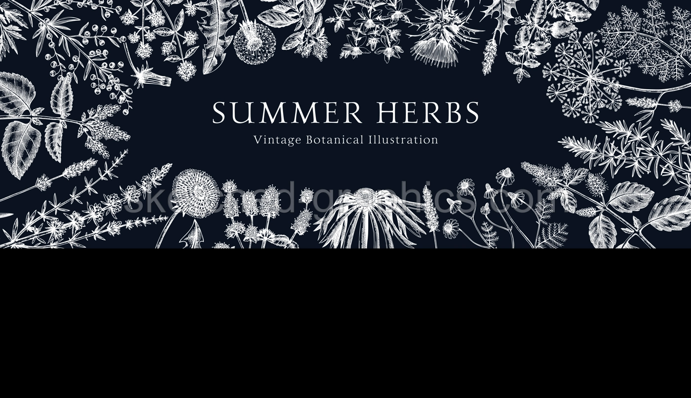 Vector herbs and meadows background. Aromatic plants vintage banner. Medicinal herb sketches on chalkboard. Botanical design for cosmetics, perfumery,, herbal tea and herbal medicine. Floral backdrop Illustration